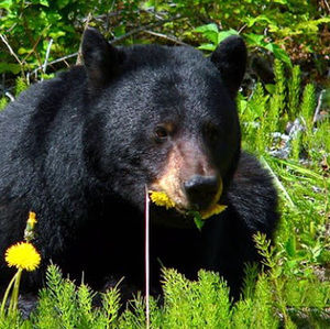 Meet your Posher, Steph